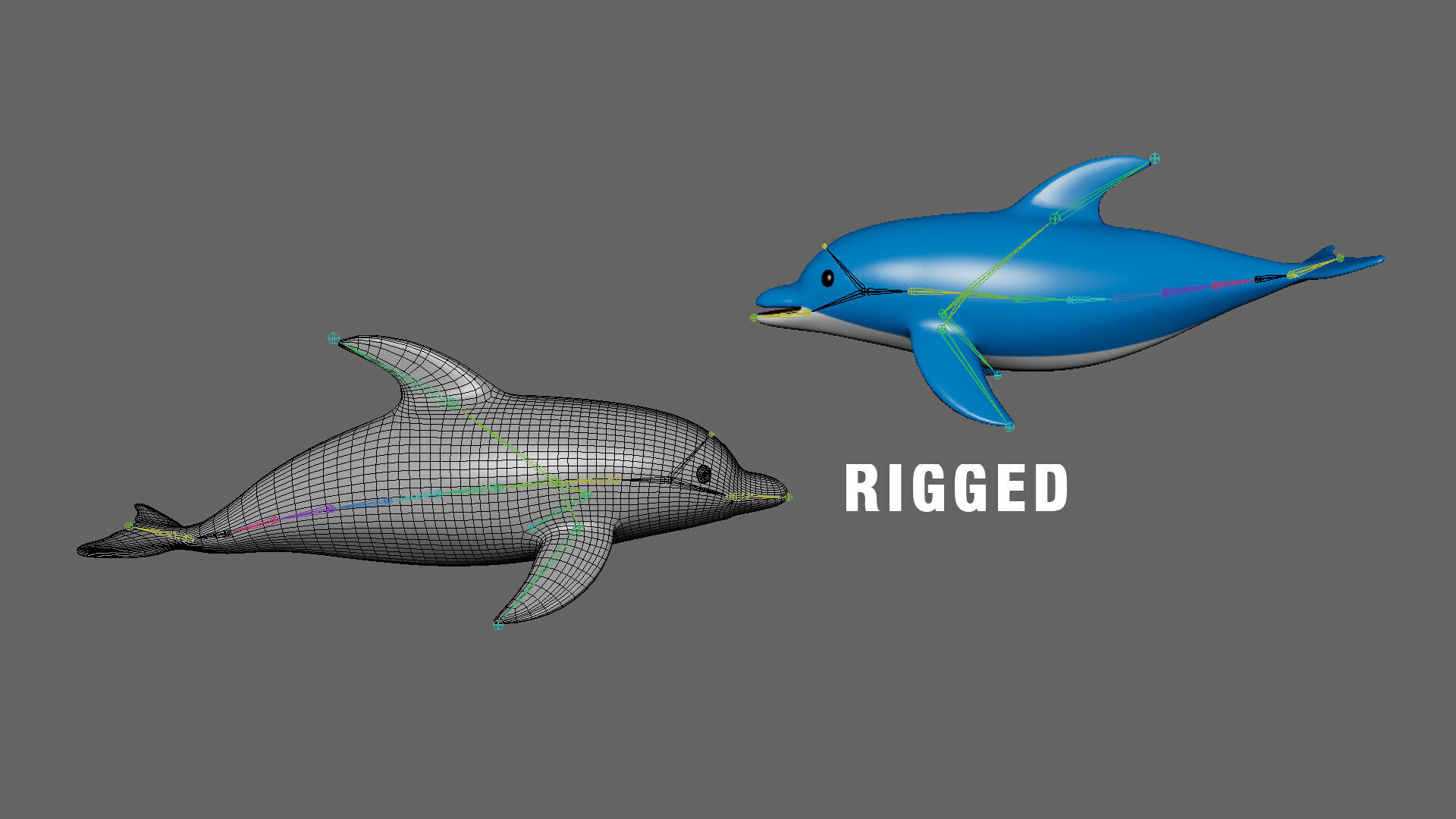 Low Poly - Cartoon Dolphin 2 Rigged  Low-poly 3D model_2