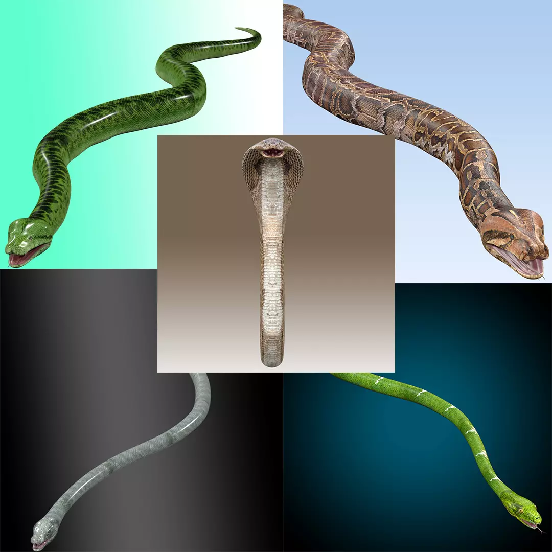 Ultimate Snake 3D Model Collection _0