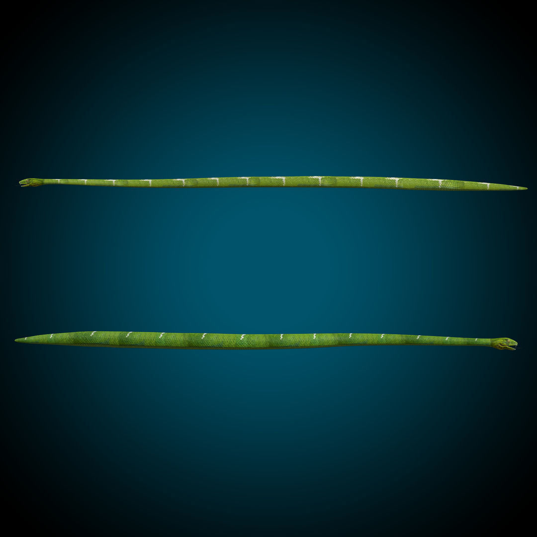 Ultimate Snake 3D Model Collection _22