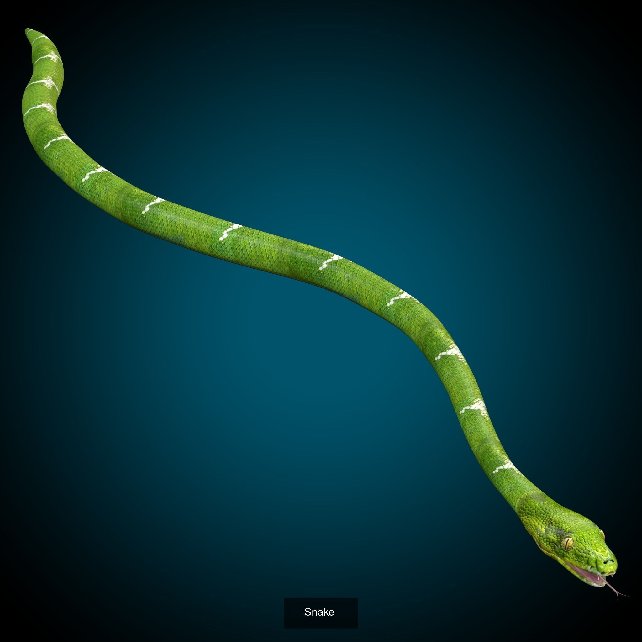 Ultimate Snake 3D Model Collection _2