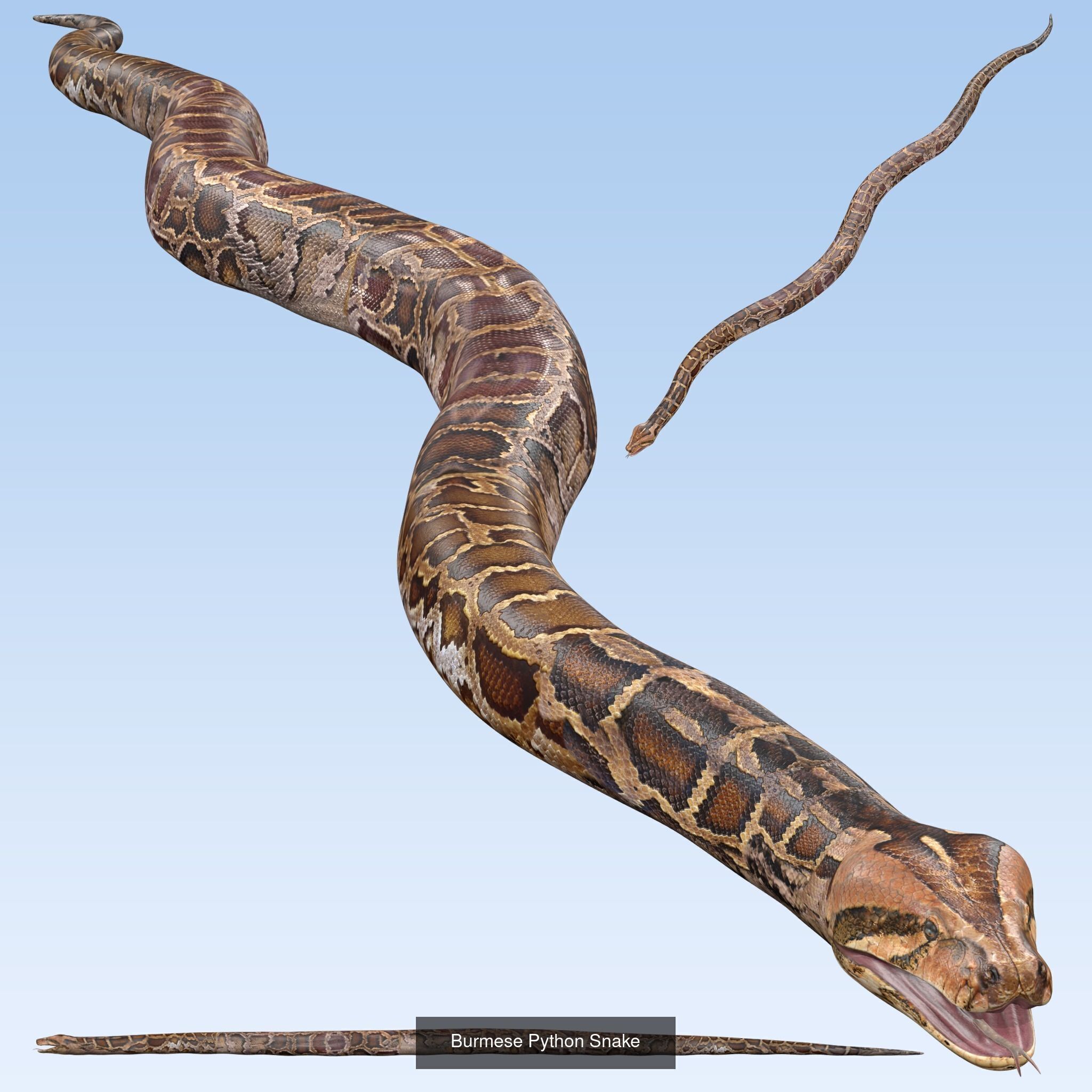 Ultimate Snake 3D Model Collection _4