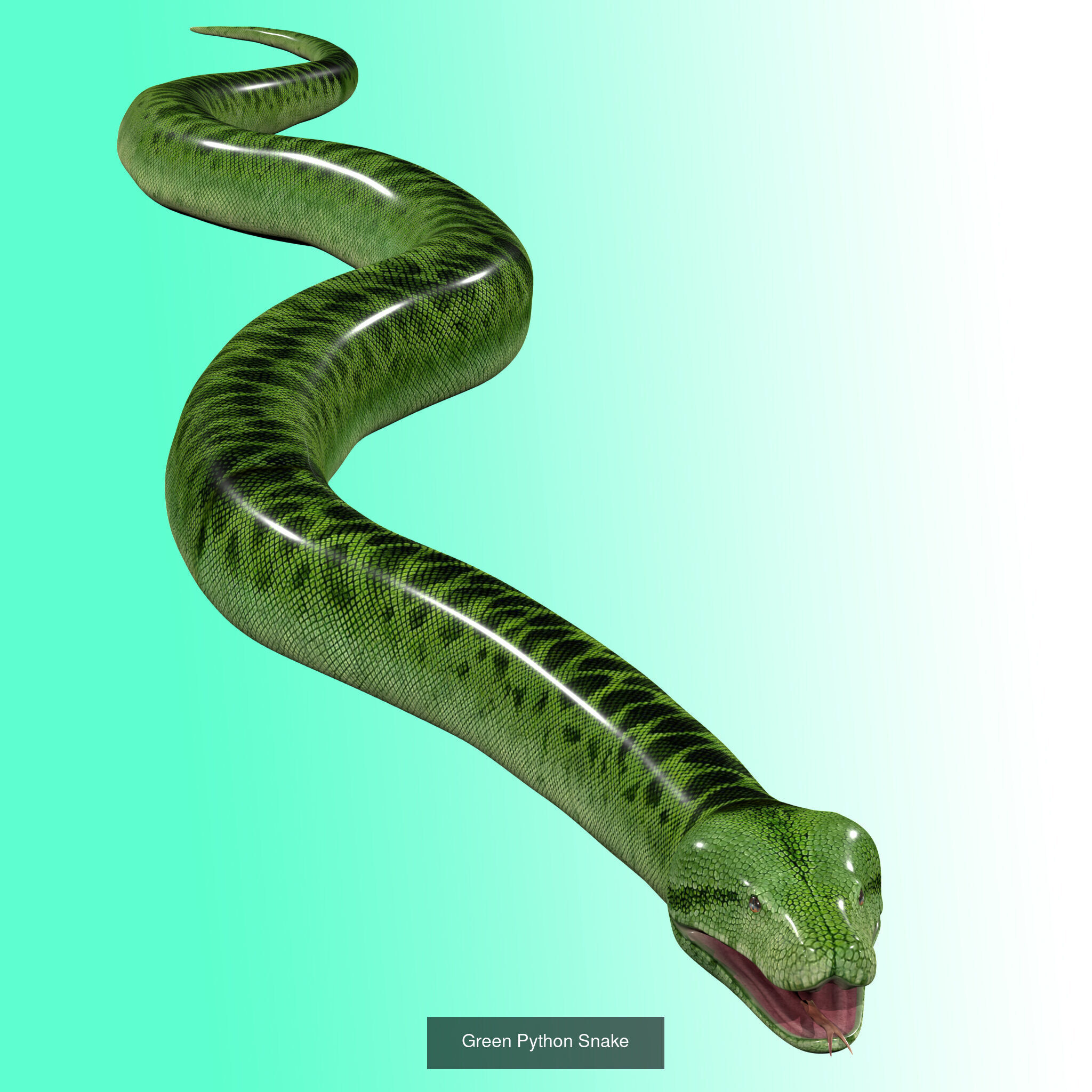 Ultimate Snake 3D Model Collection _6