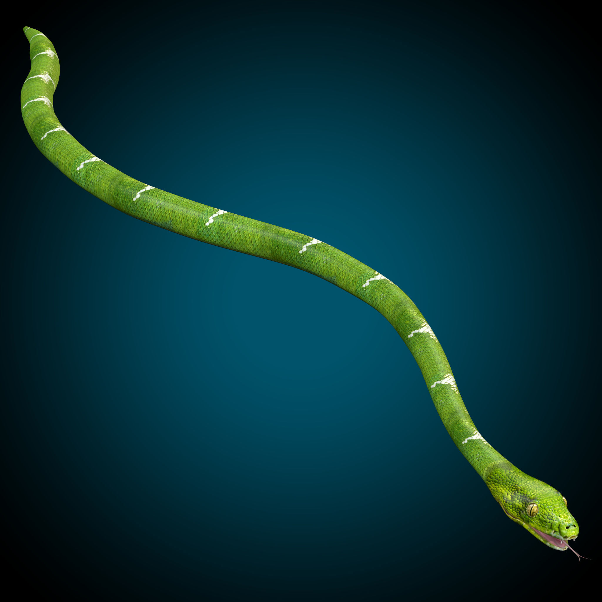 Ultimate Snake 3D Model Collection _19