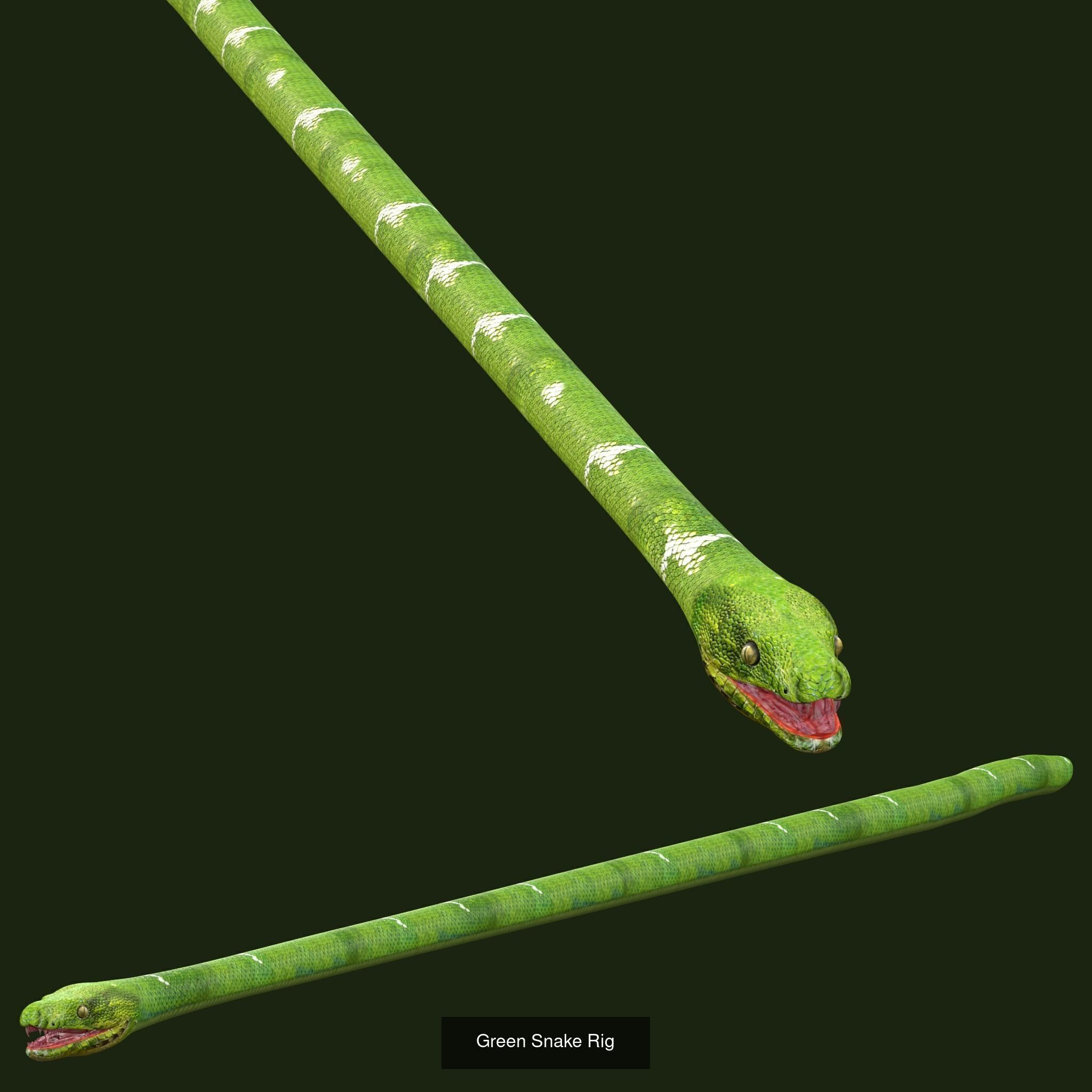 Ultimate Snake 3D Model Collection _5