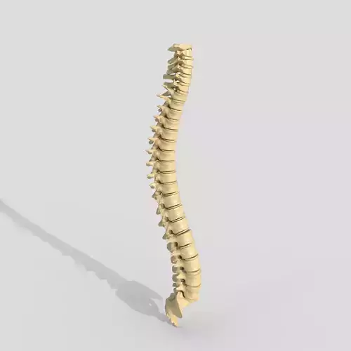 spine collection of thunthu 3D model