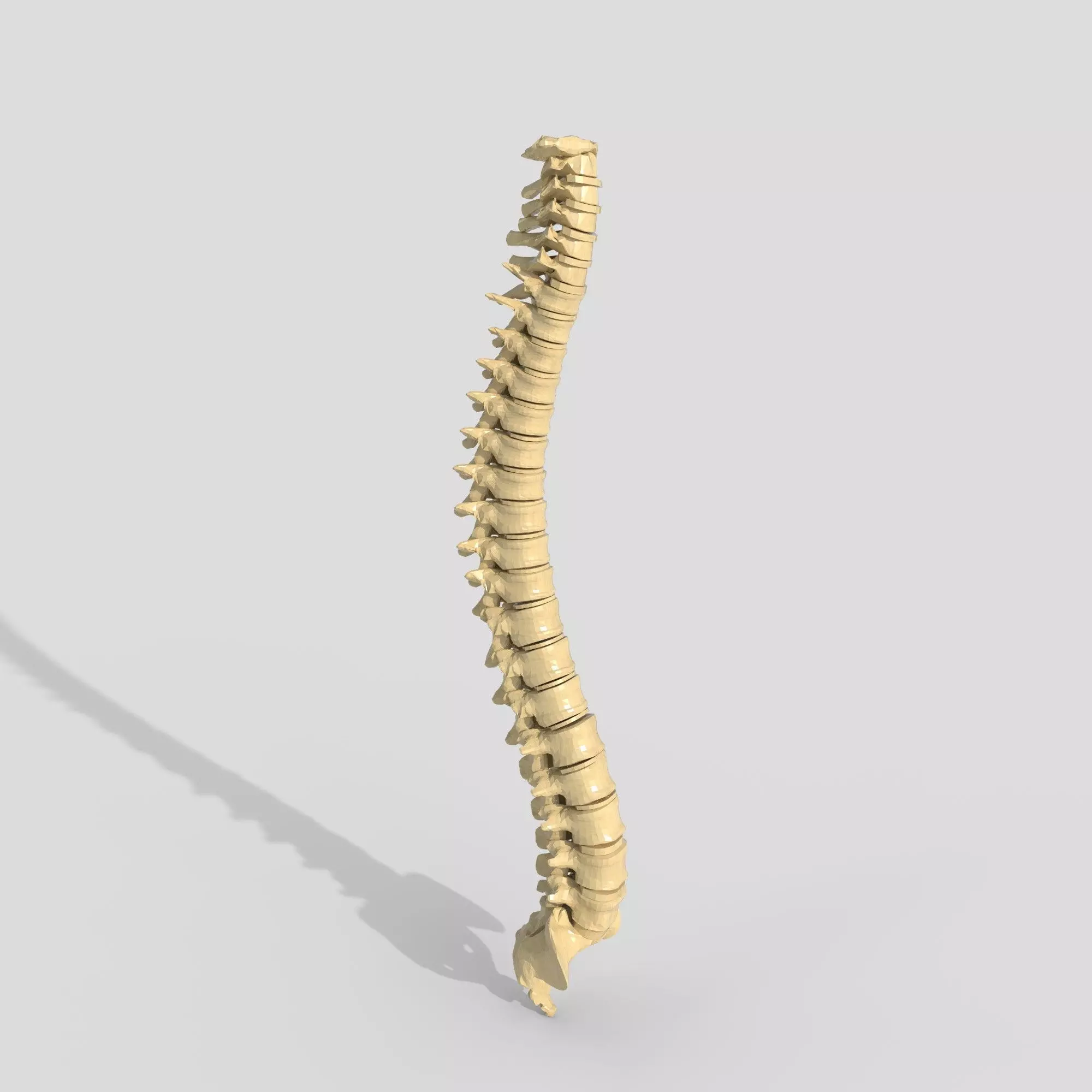 spine collection of thunthu 3D model_0