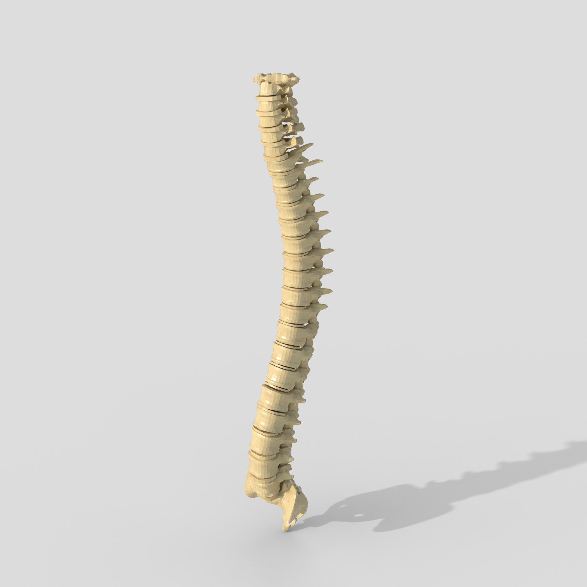 spine collection of thunthu 3D model_1