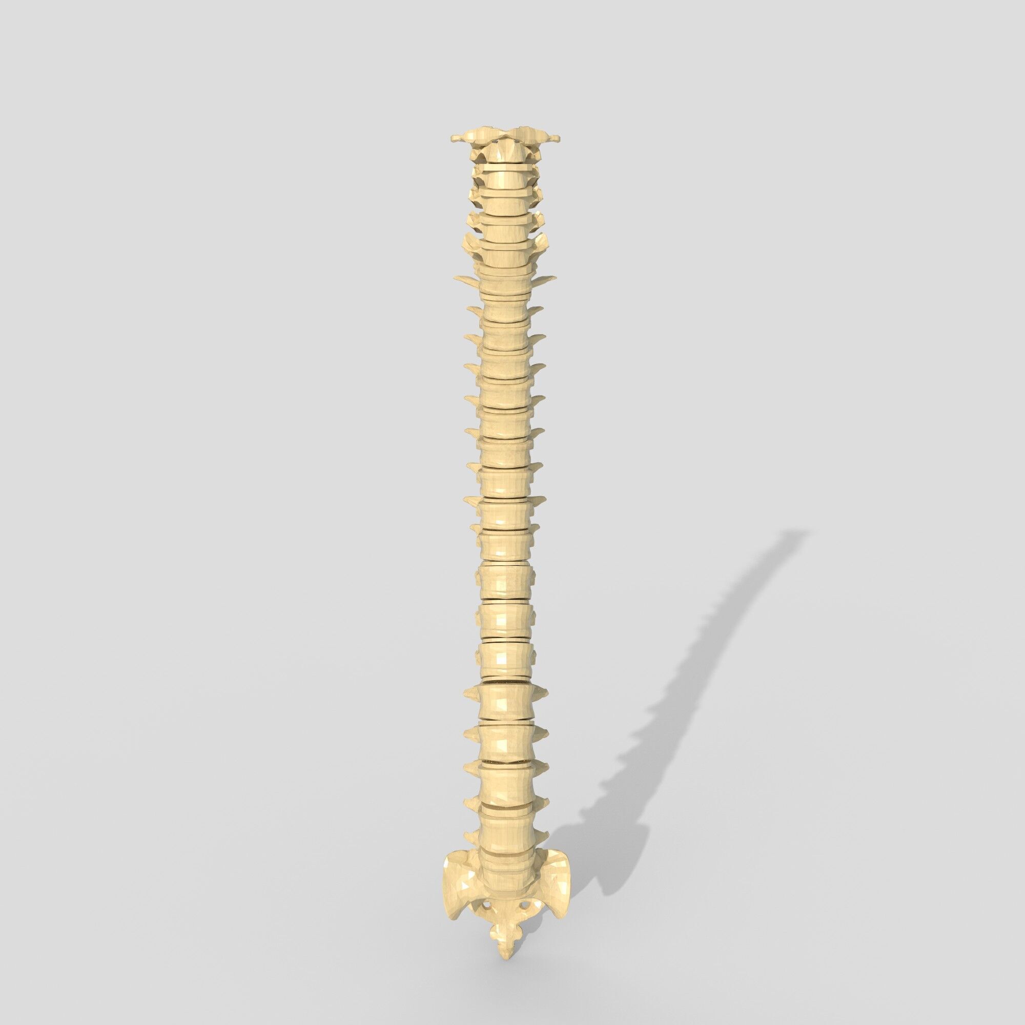 spine collection of thunthu 3D model_2