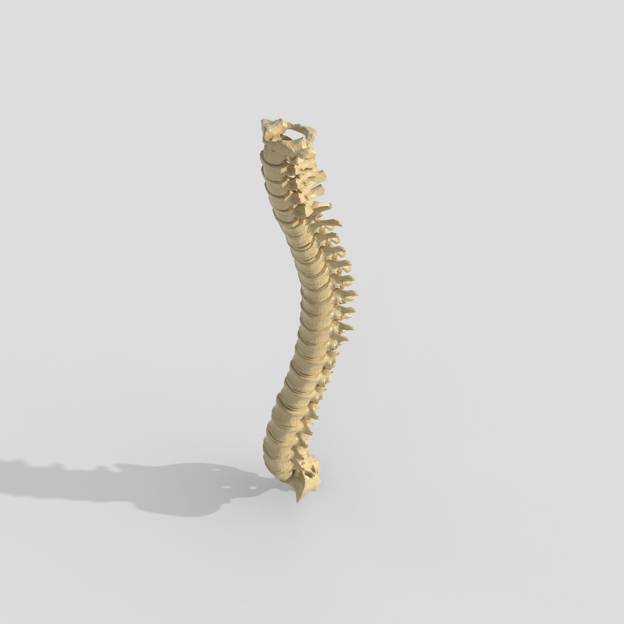 spine collection of thunthu 3D model_4