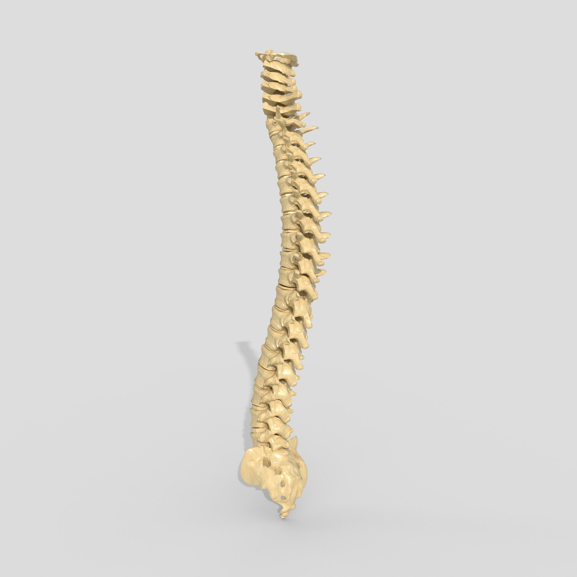 spine collection of thunthu 3D model_3
