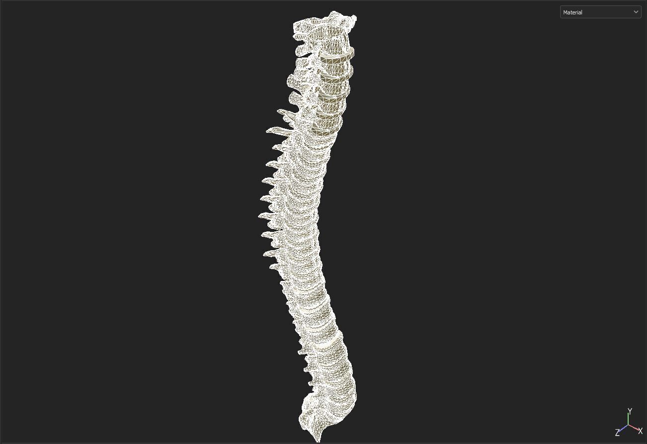 spine collection of thunthu 3D model_6