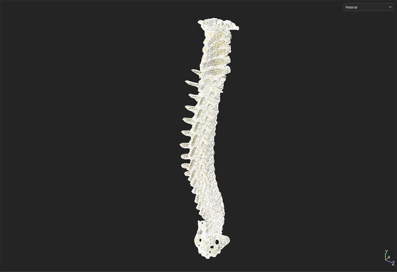 spine collection of thunthu 3D model_7