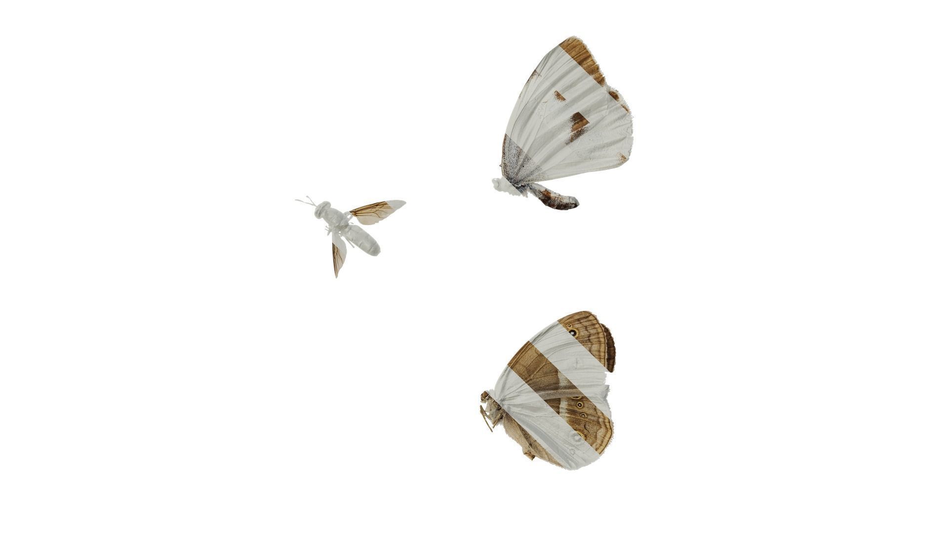 Anydrafts Butterfly 02 Texture