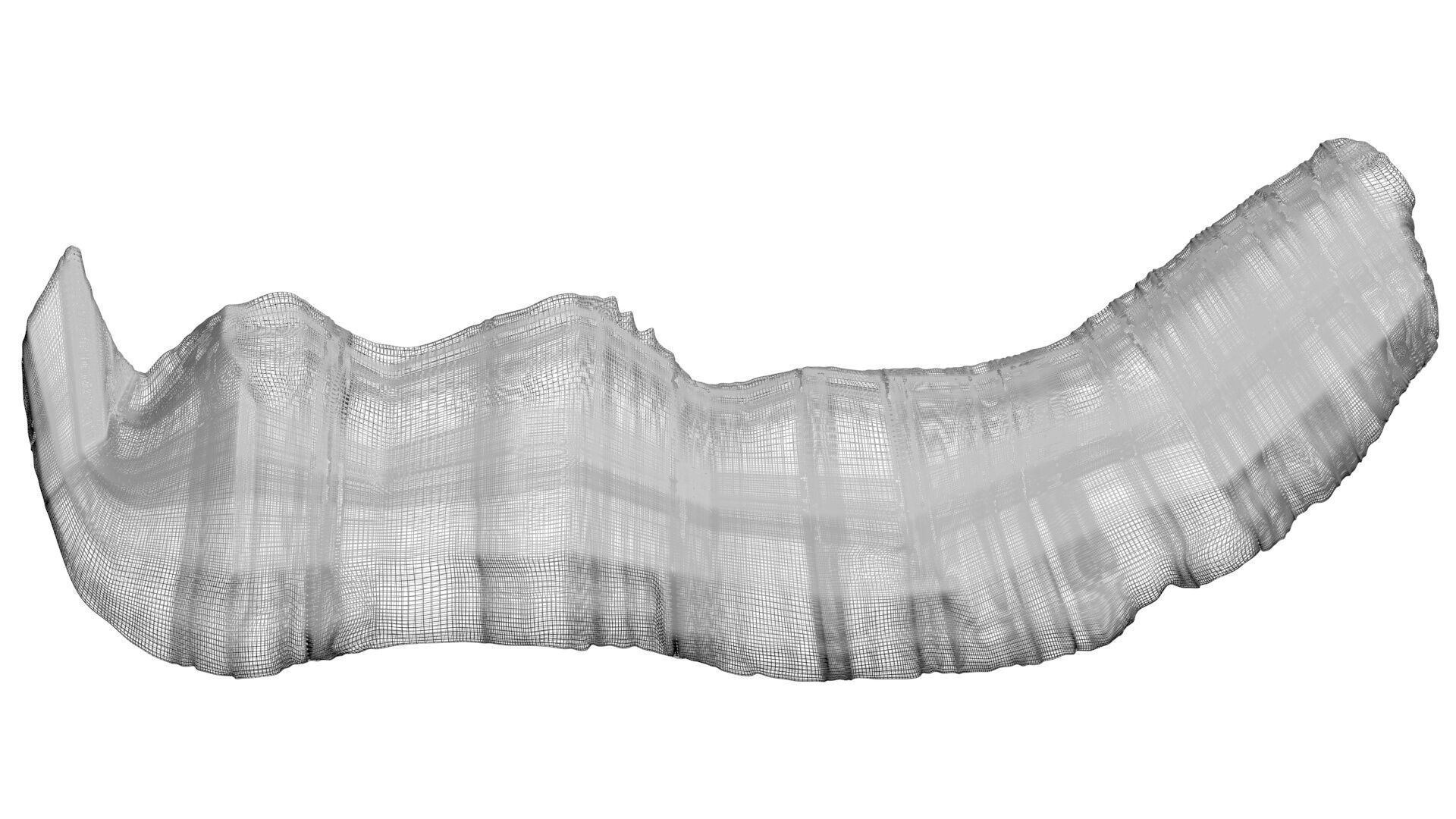 Dunkleosteus Tooth 3D model_29