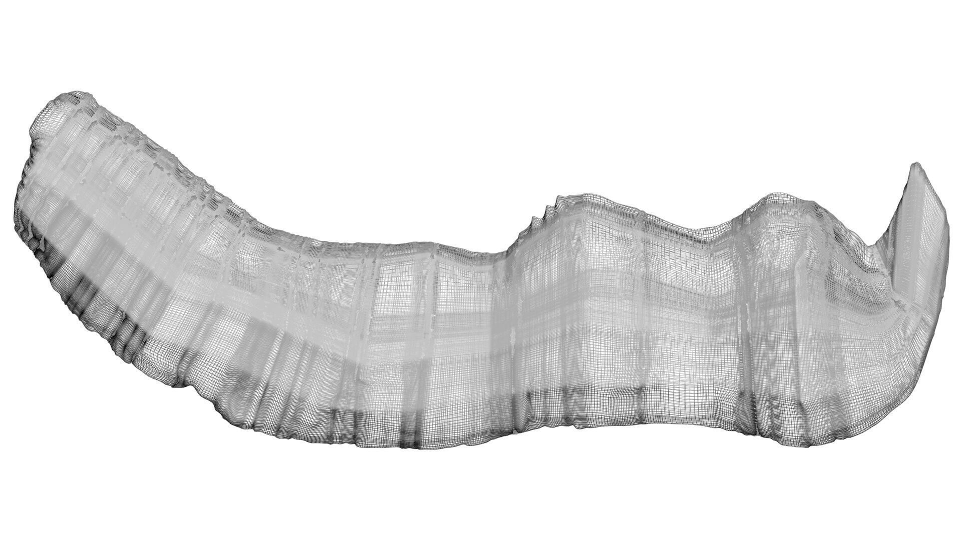 Dunkleosteus Tooth 3D model_26