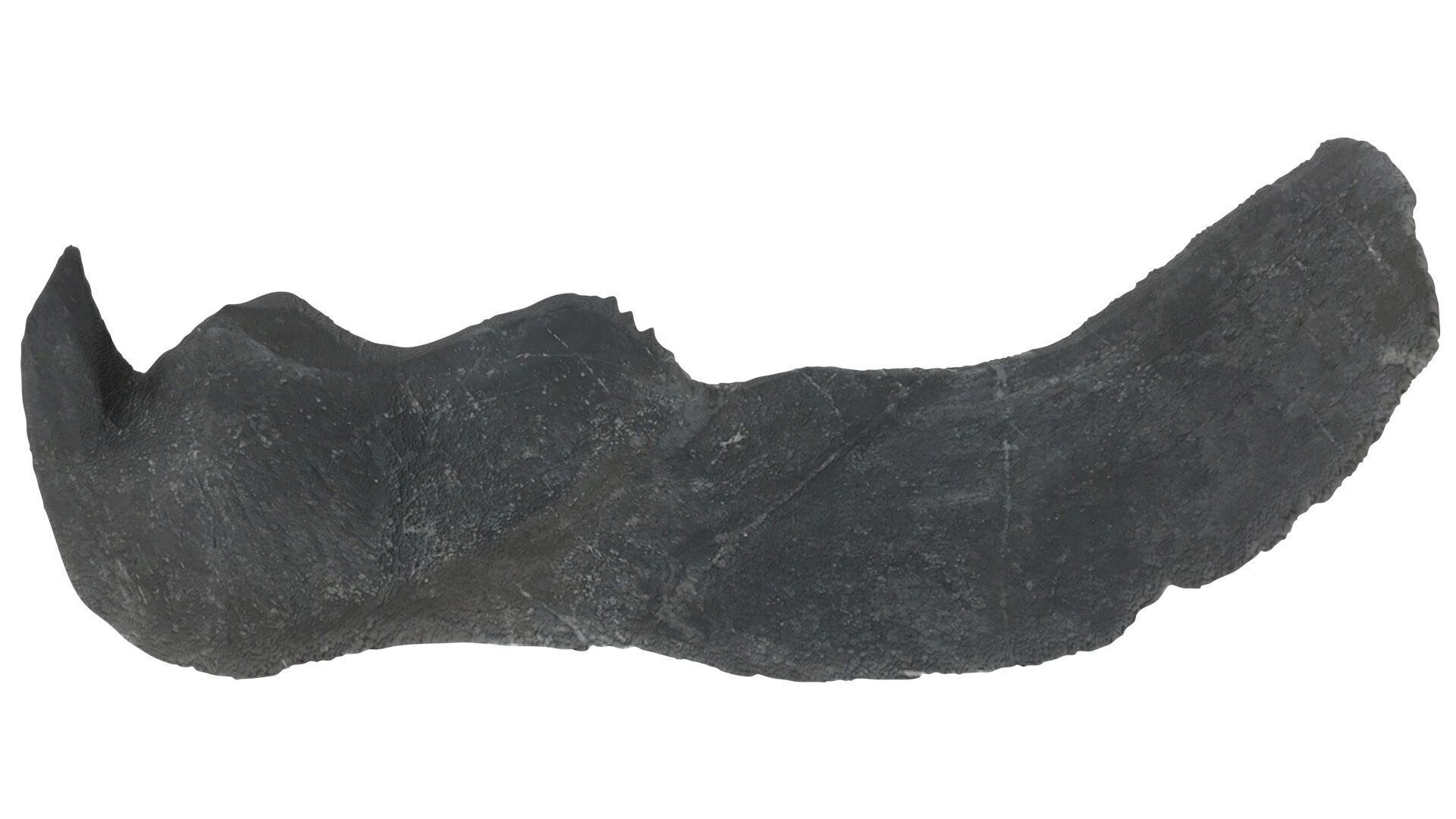 Dunkleosteus Tooth 3D model_17