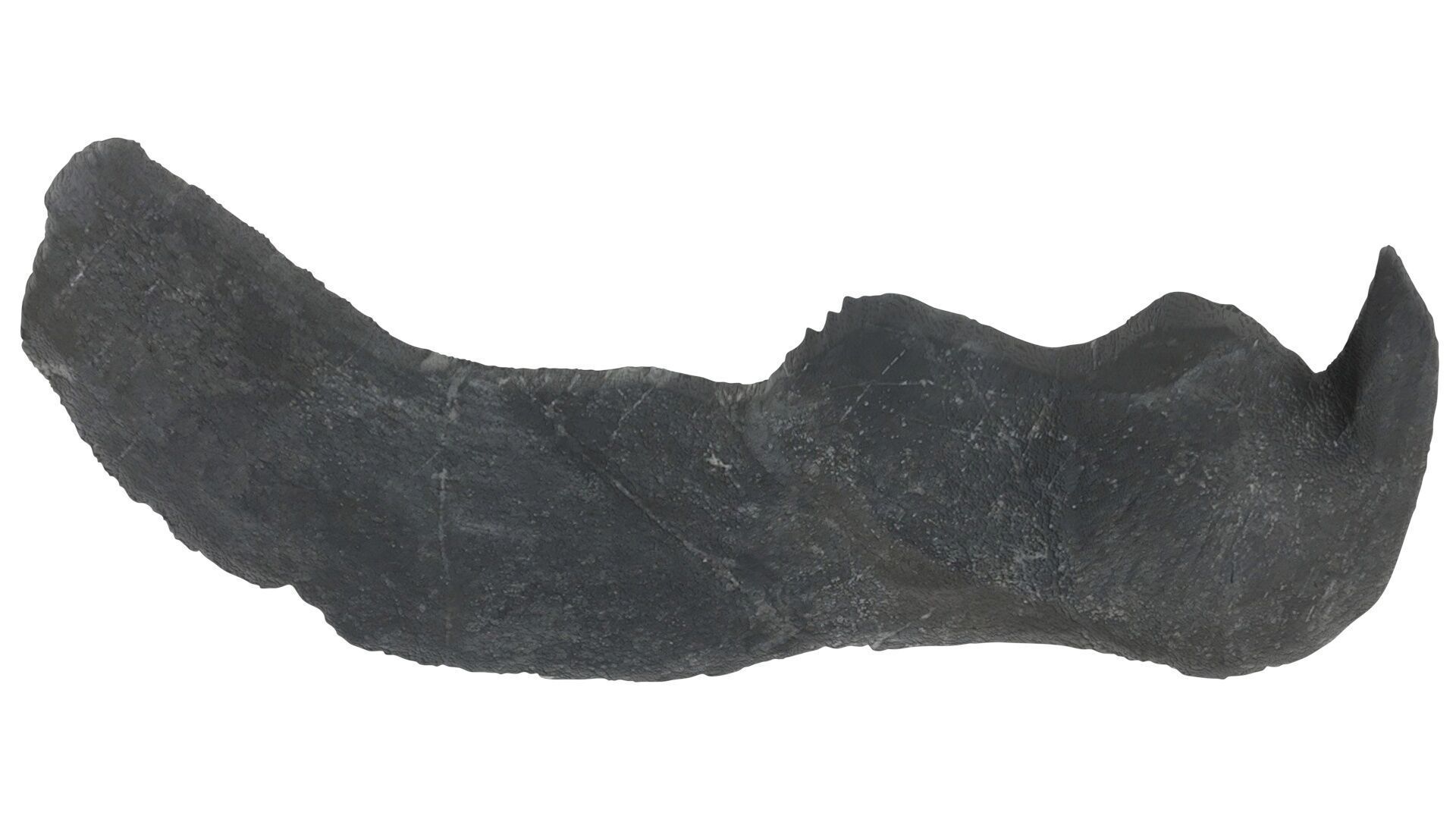 Dunkleosteus Tooth 3D model_14