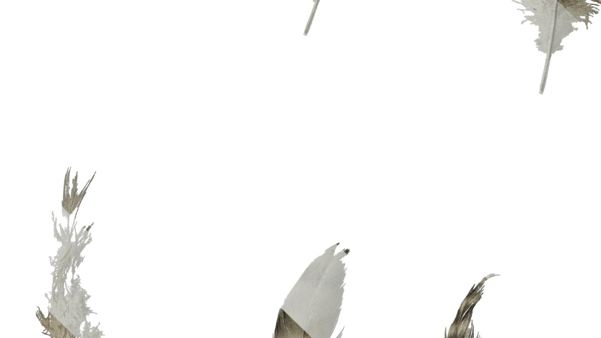 Anydrafts Chicken feather 03 Texture_4