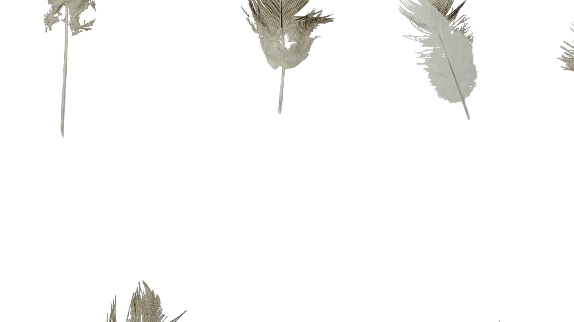 Anydrafts Chicken feather 03 Texture_6