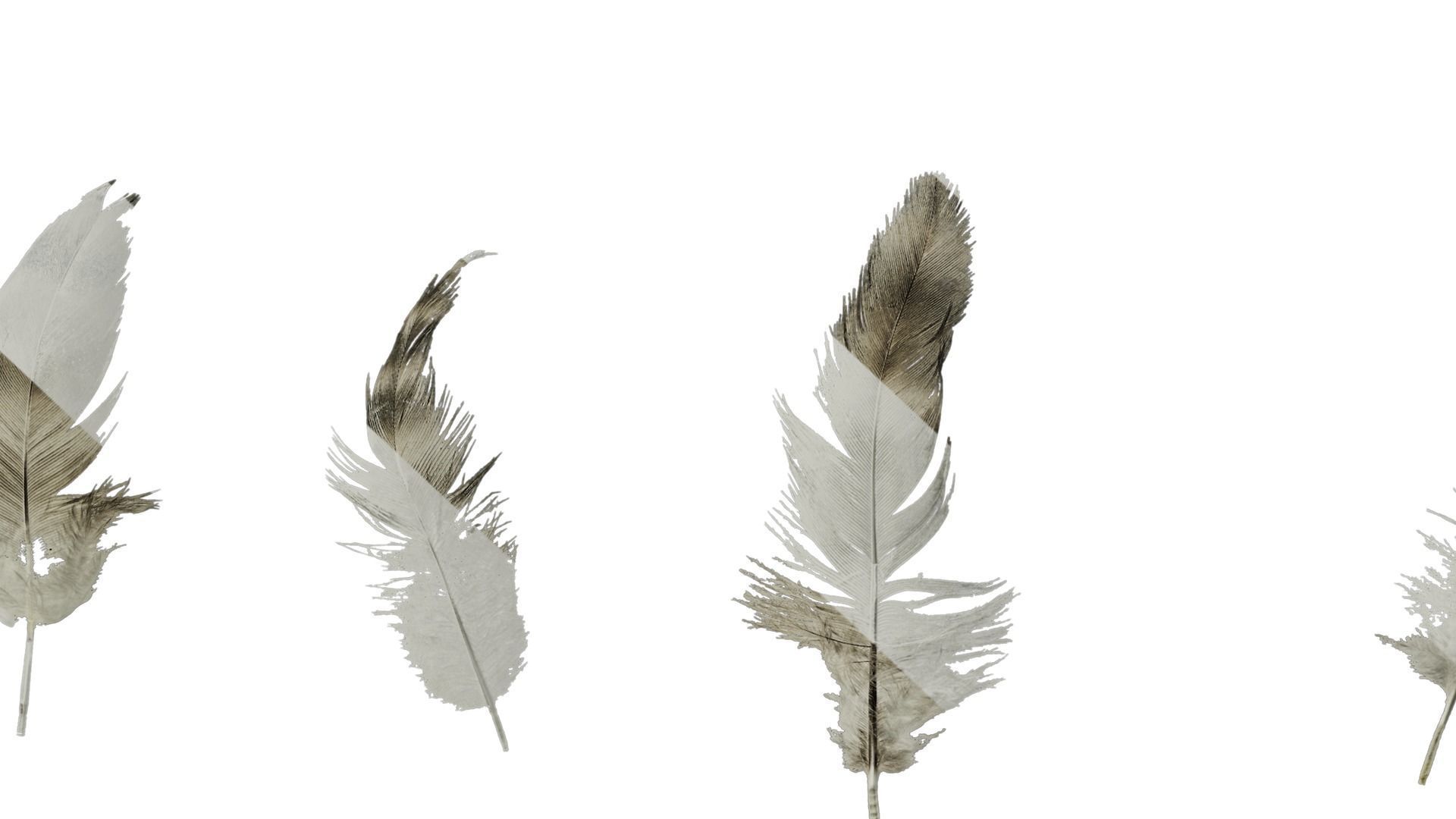 Anydrafts Chicken feather 03 Texture_8