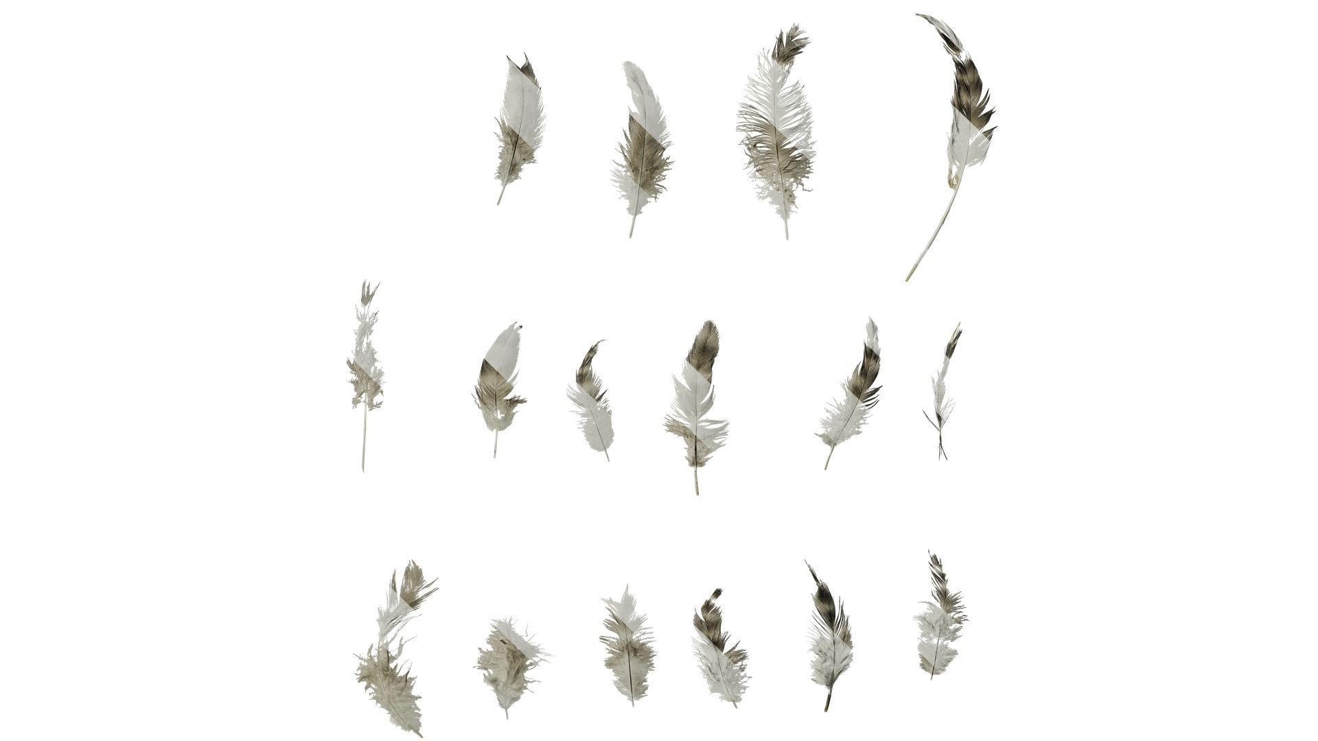 Anydrafts Chicken feather 03 Texture_0