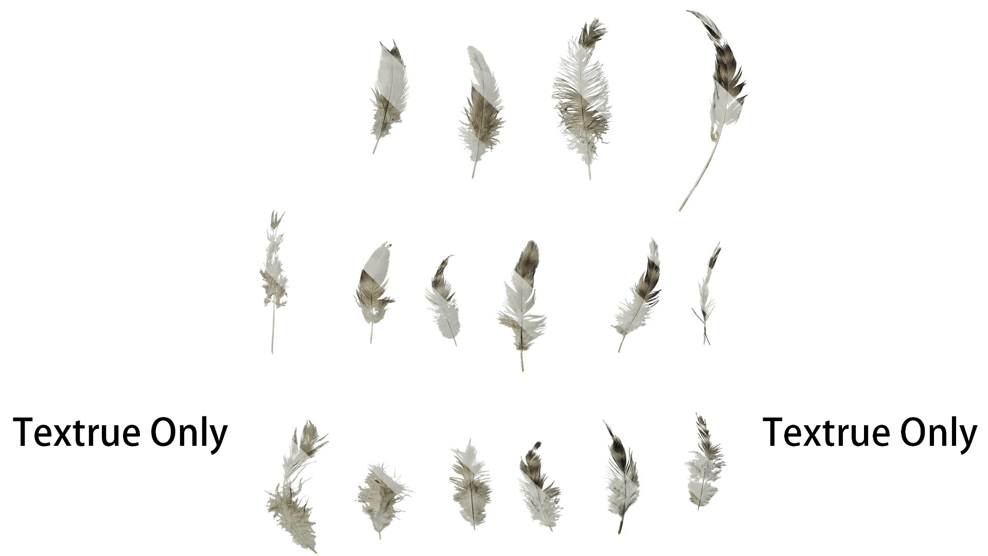 Anydrafts Chicken feather 03 Texture_1