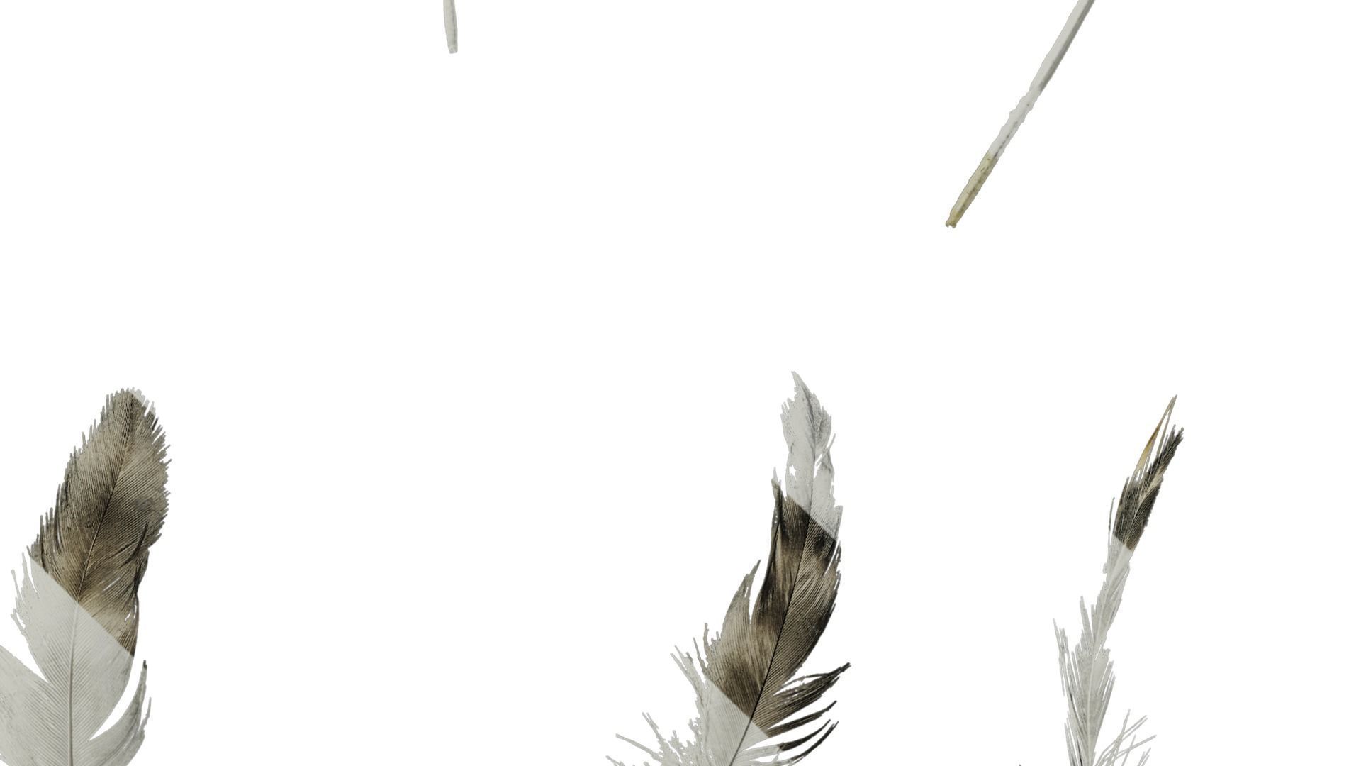 Anydrafts Chicken feather 03 Texture_5