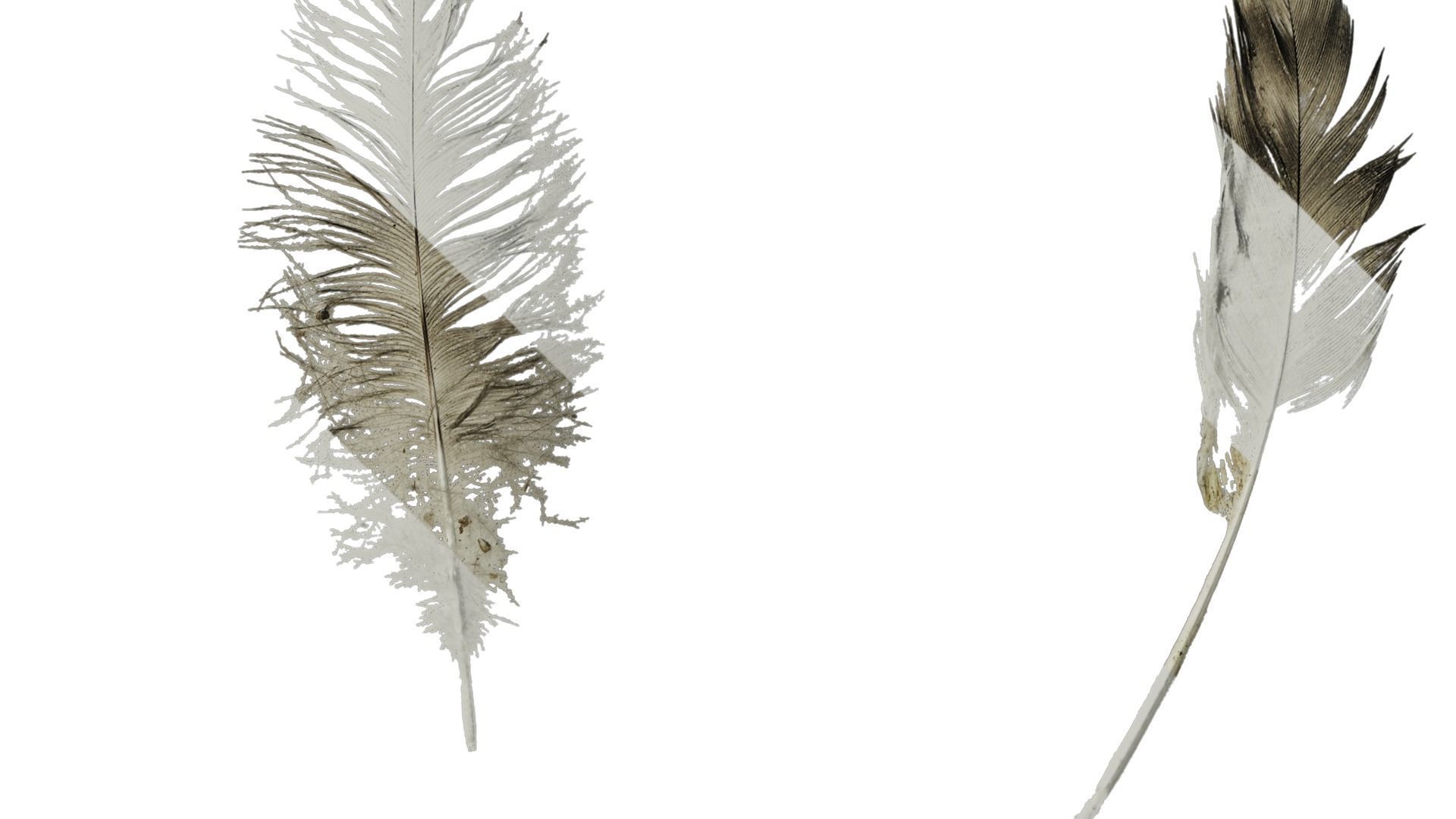 Anydrafts Chicken feather 03 Texture_3