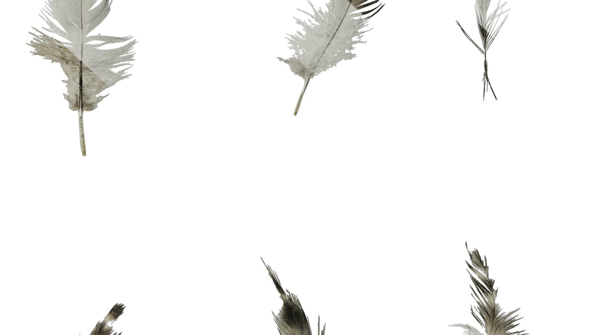 Anydrafts Chicken feather 03 Texture_7