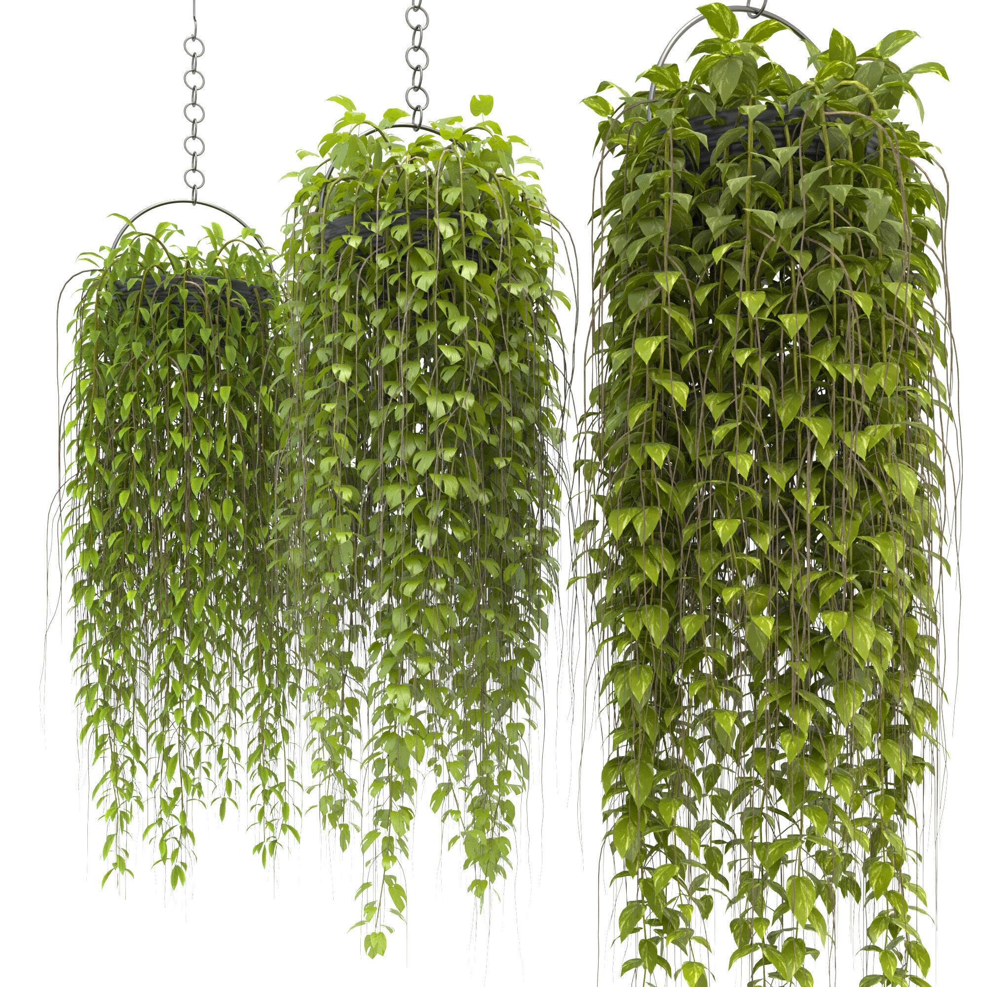 plants collection36 3D model_3