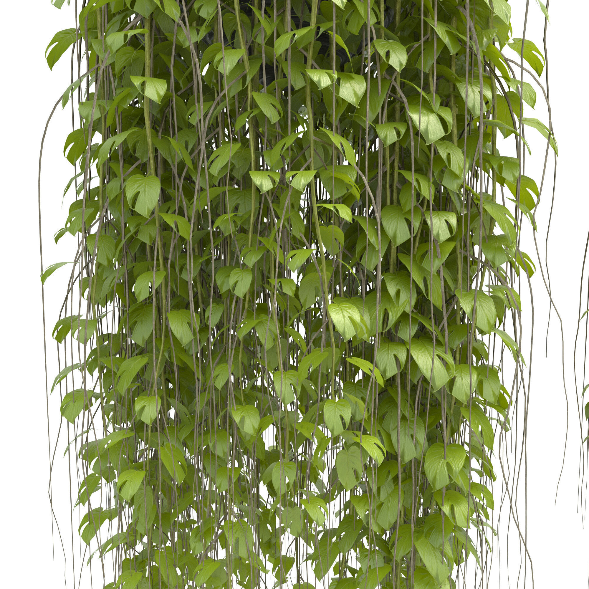 plants collection36 3D model_5