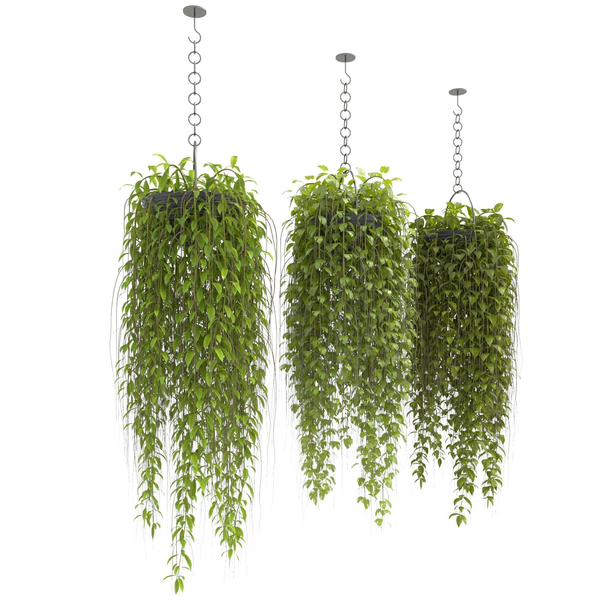 plants collection36 3D model_2