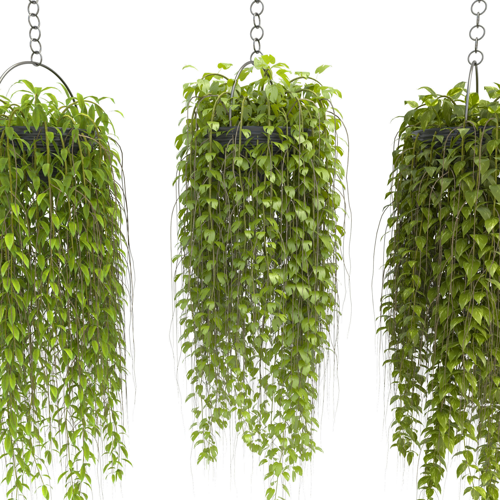 plants collection36 3D model_1