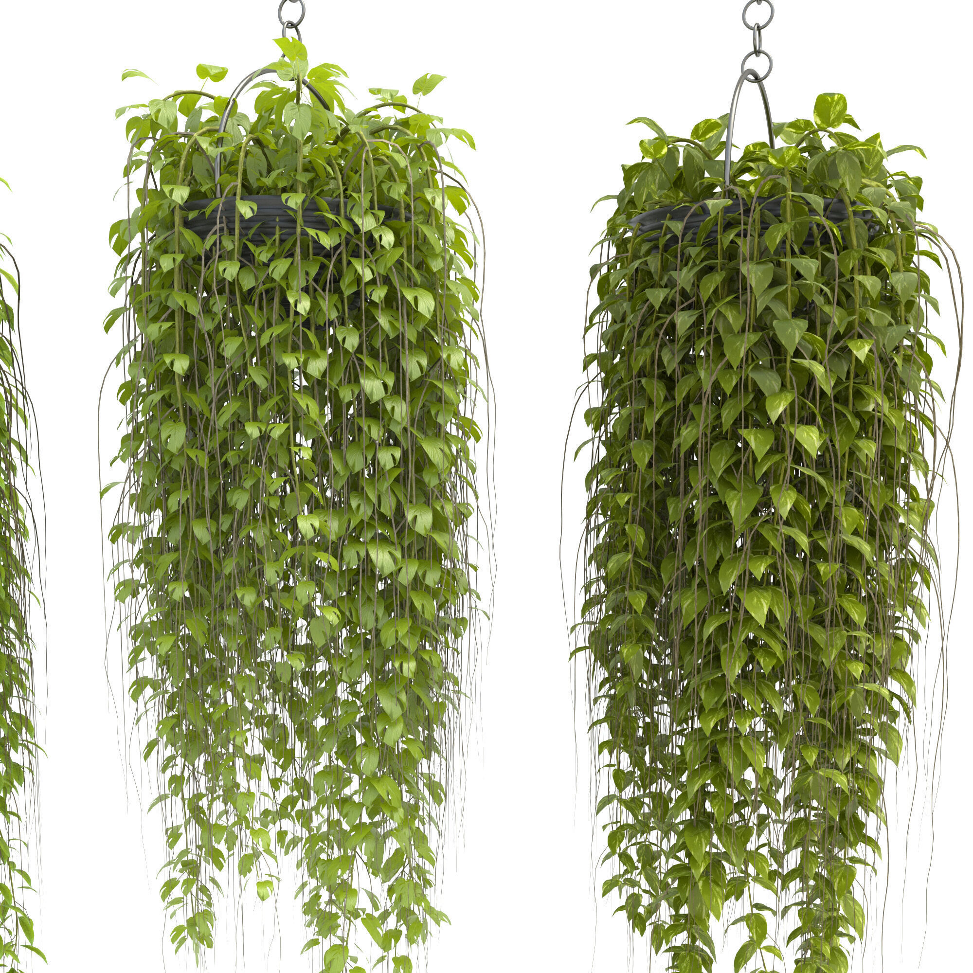 plants collection36 3D model_4