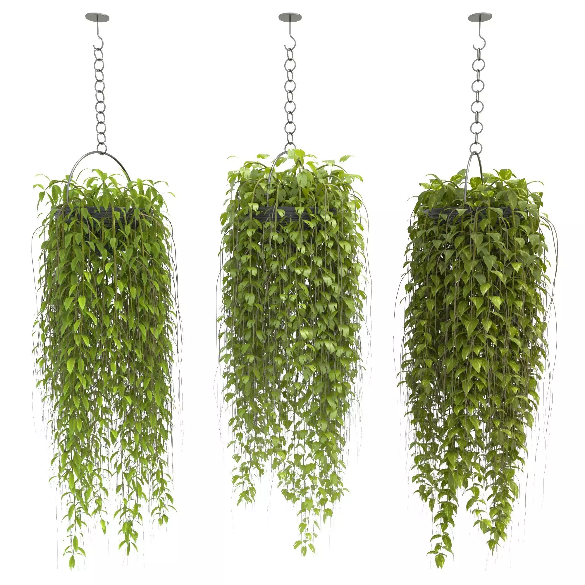 plants collection36 3D model_0