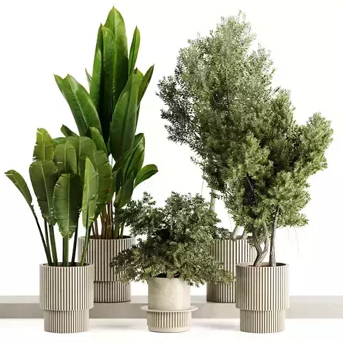 Indoor plants-Pot and tree  set168 3D model