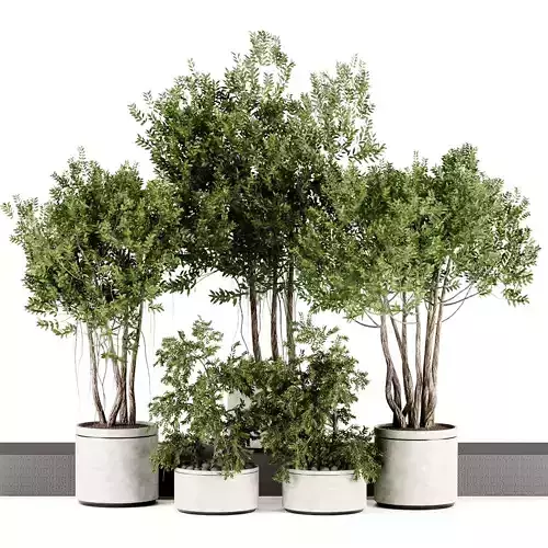 Indoor plants-Pot and tree  set167 3D model