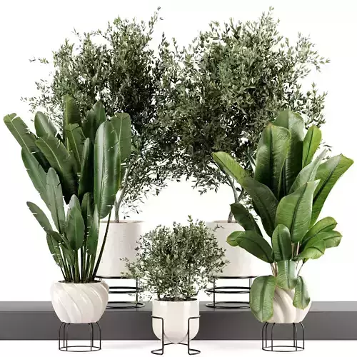  Indoor Plants set 165 3D model