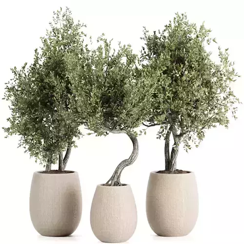 Indoor plants set161 3D model