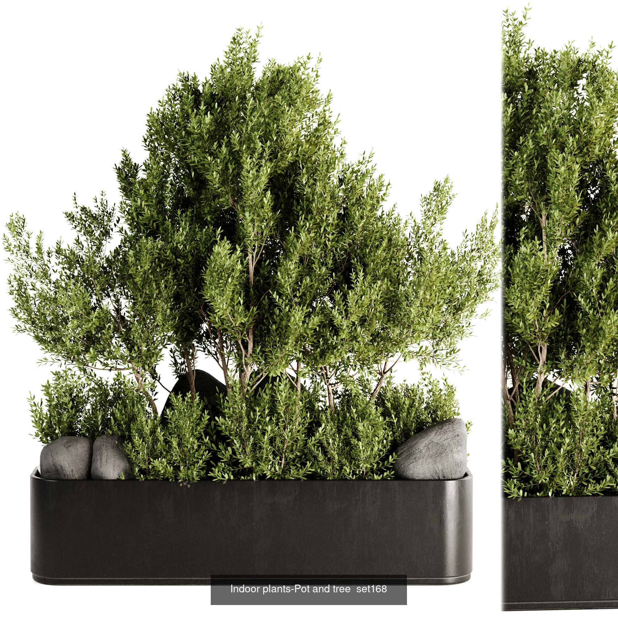 Indoor plants 3D Model Collection_1