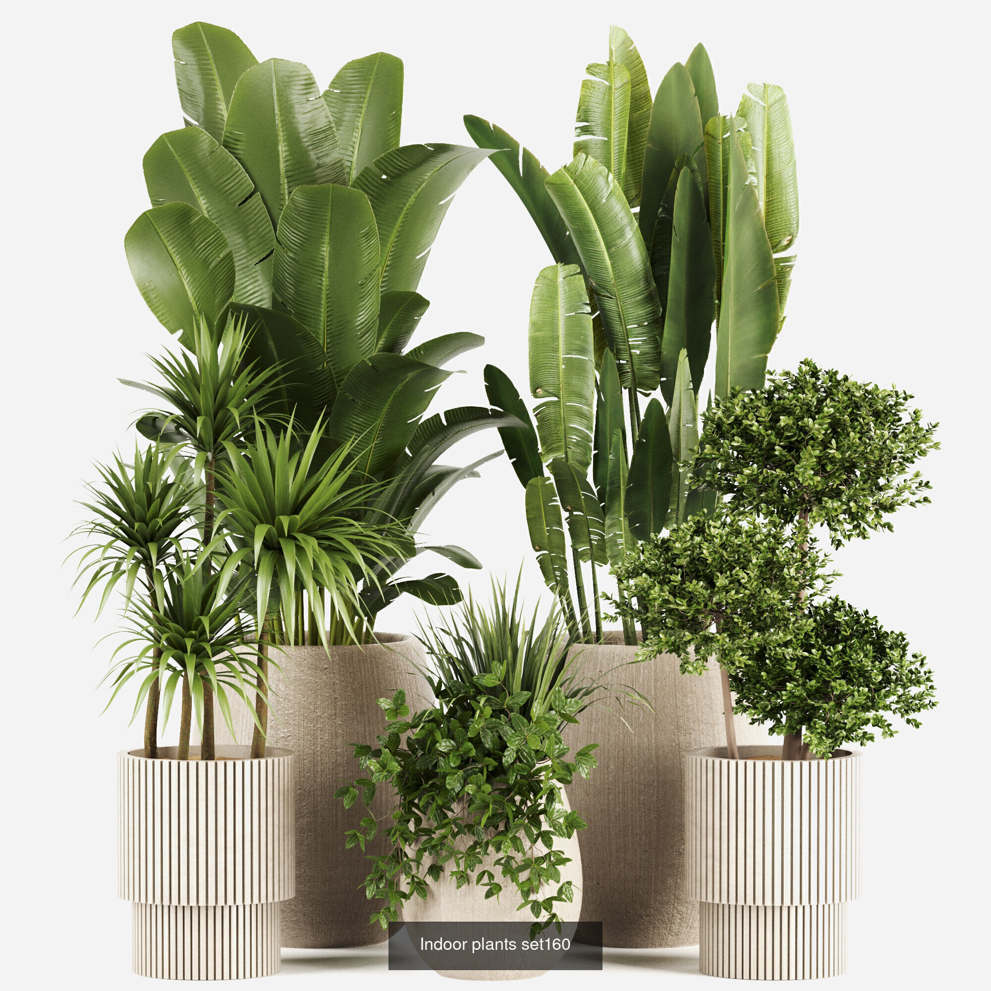 Indoor plants 3D Model Collection_10
