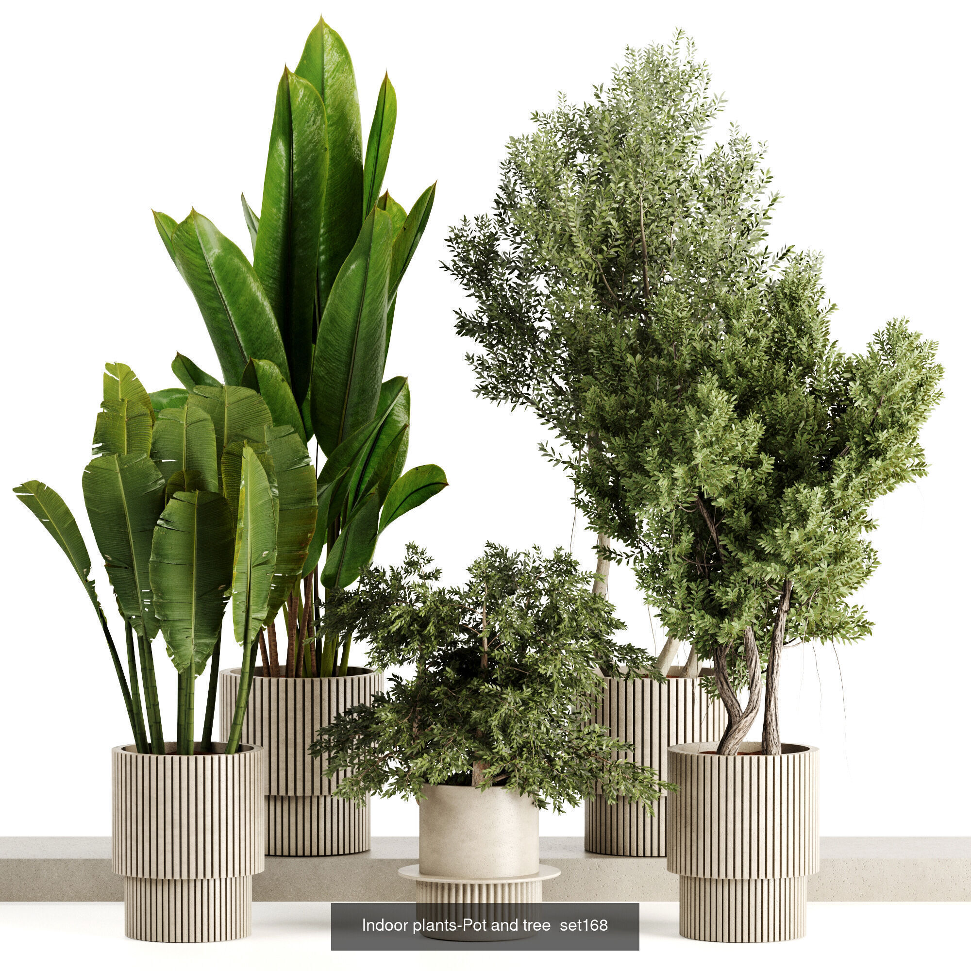 Indoor plants 3D Model Collection_2