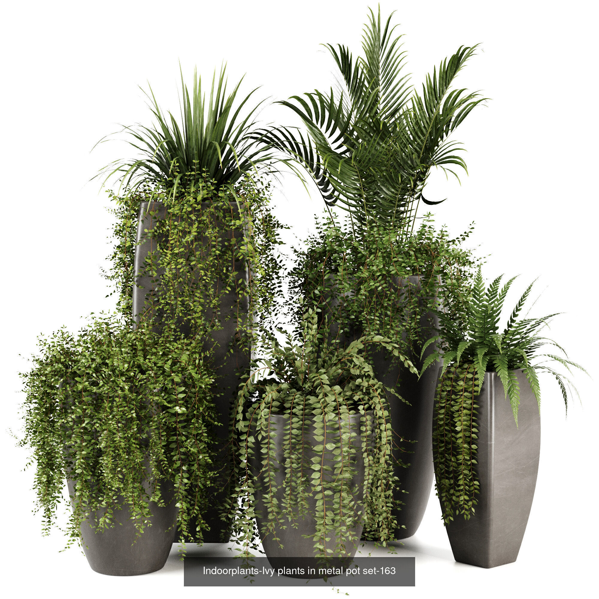 Indoor plants 3D Model Collection_7