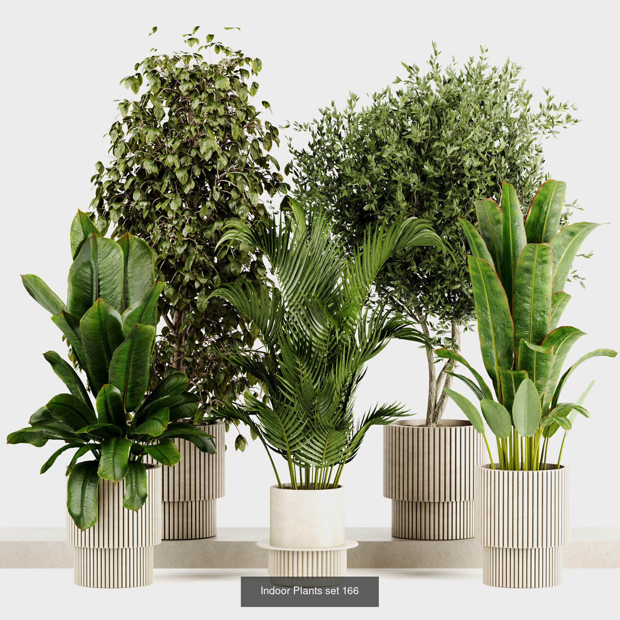 Indoor plants 3D Model Collection_4