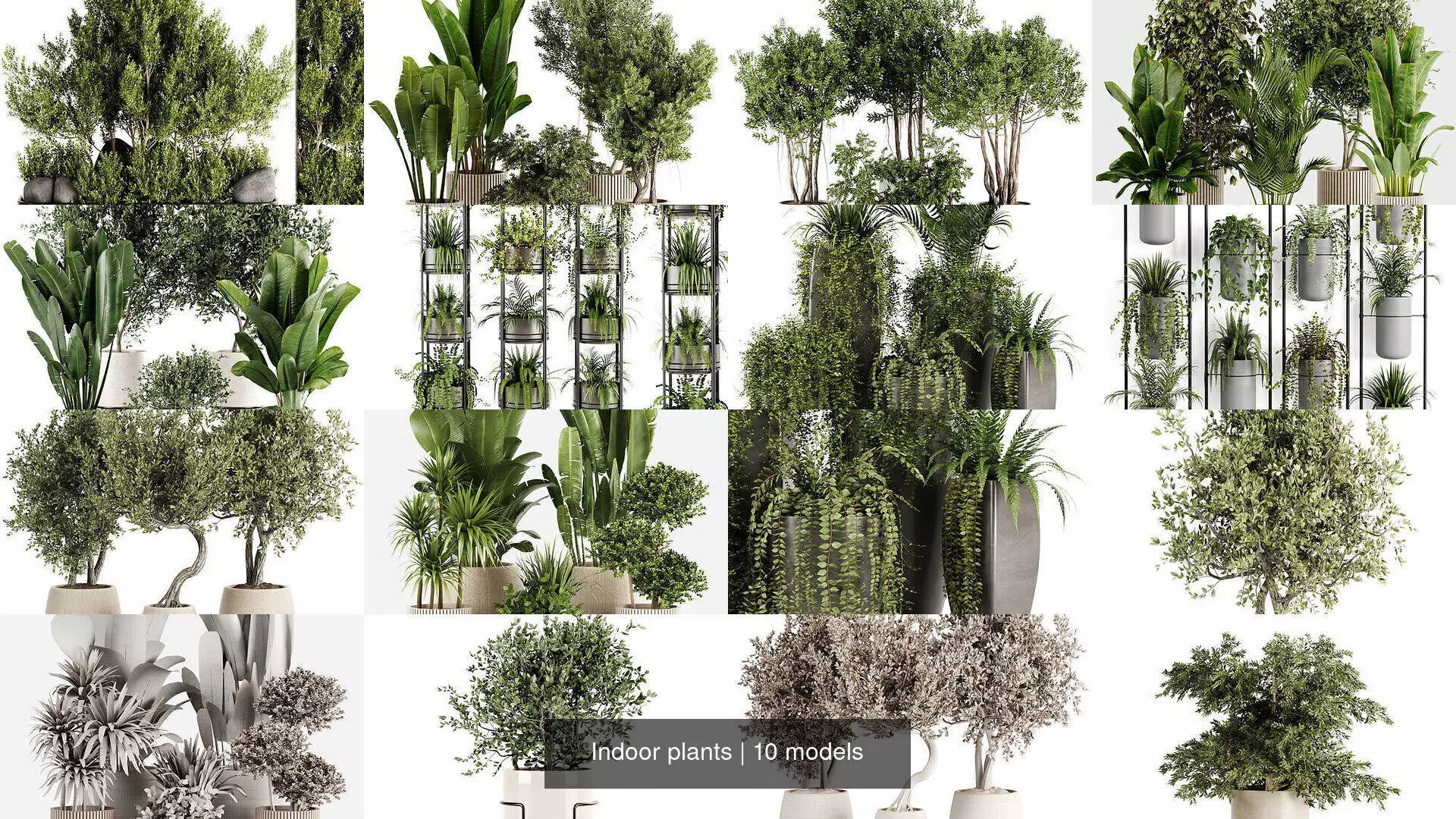 Indoor plants 3D Model Collection_0