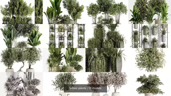 Indoor plants 3D Model Collection