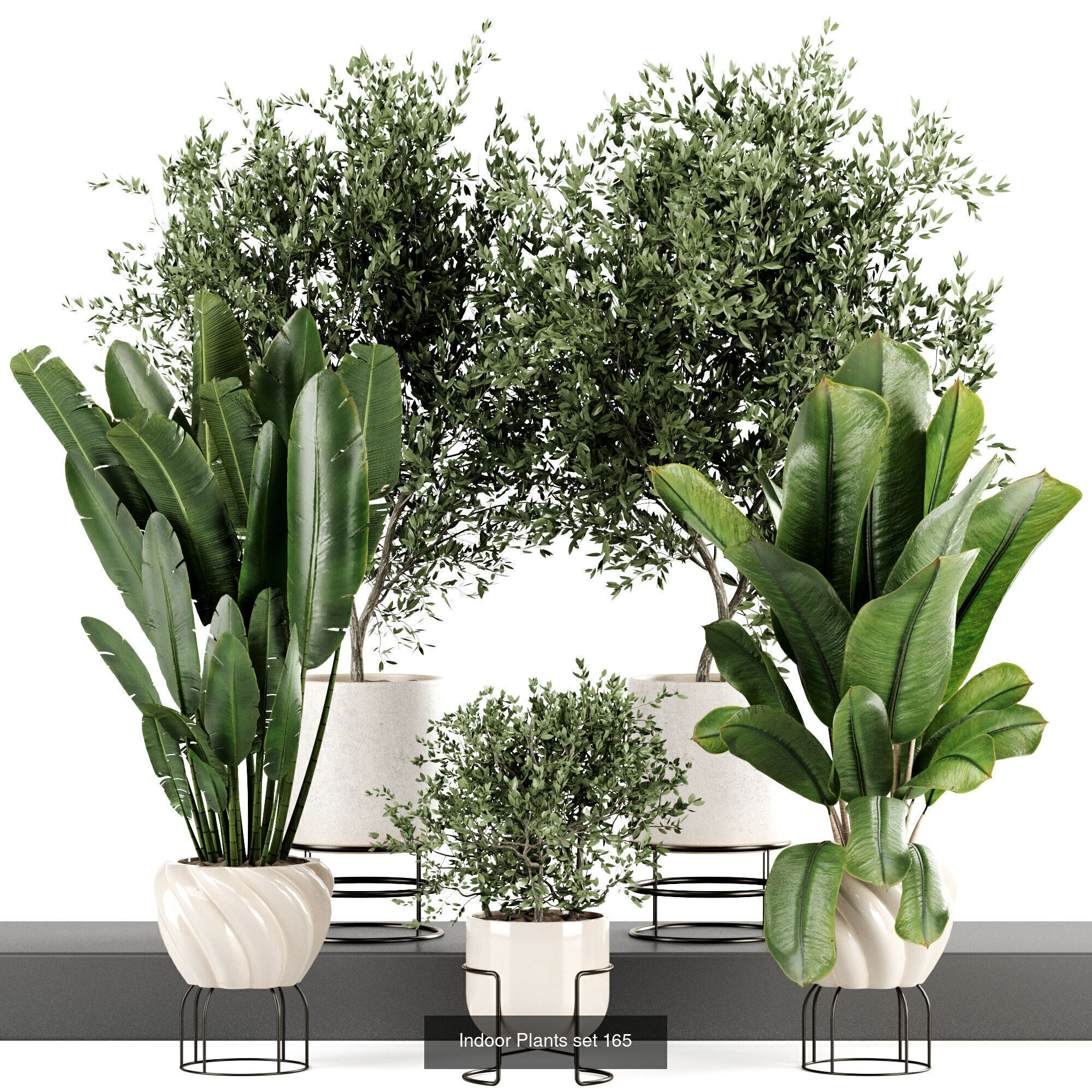 Indoor plants 3D Model Collection_5