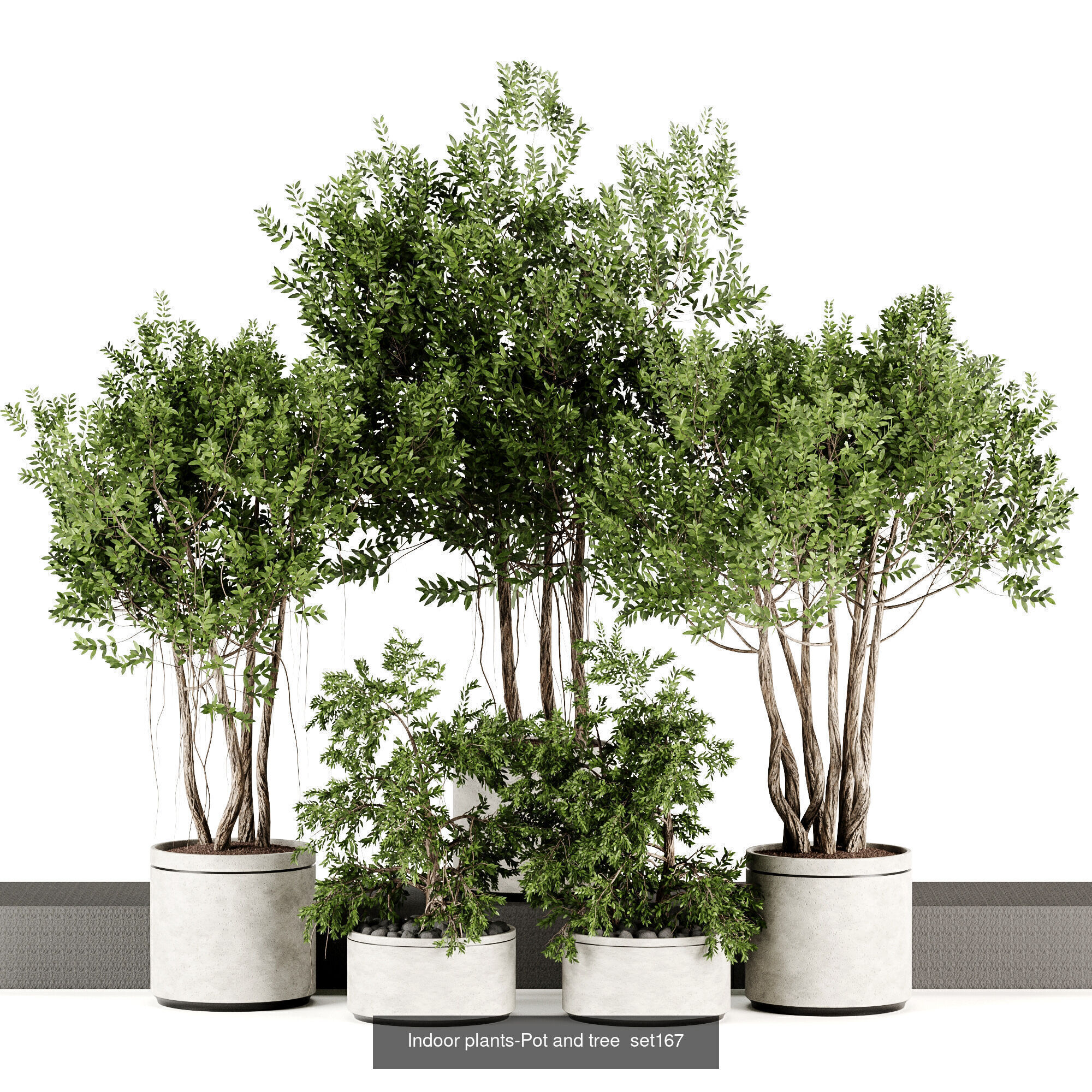 Indoor plants 3D Model Collection_3