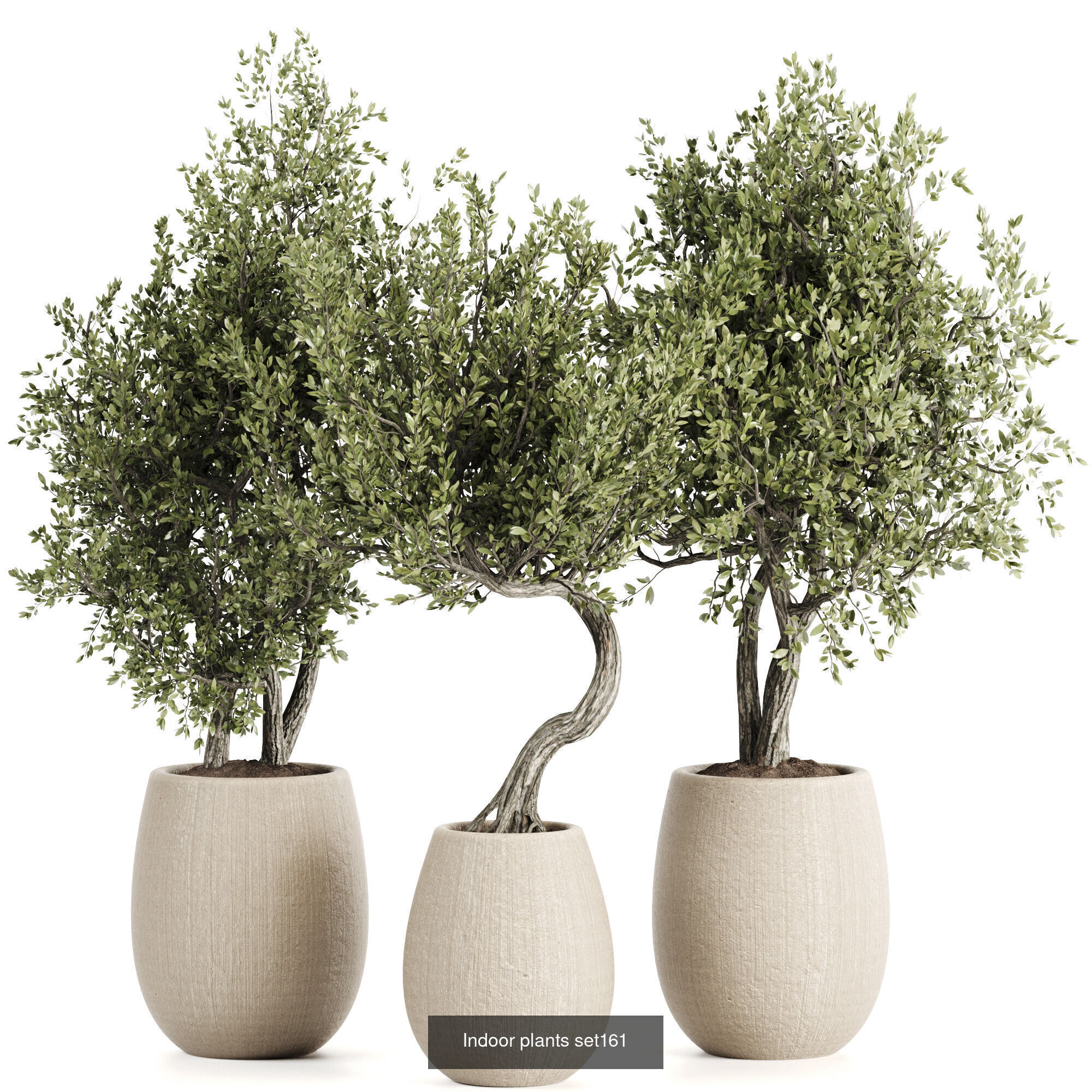 Indoor plants 3D Model Collection_9