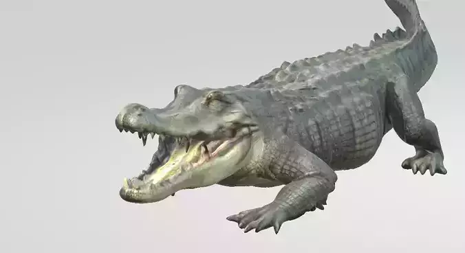 Florida Swamp Alligator